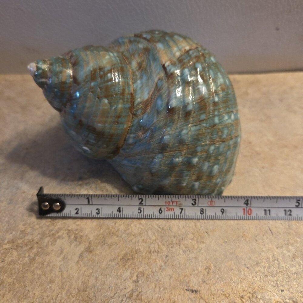Sea Shell Aqua Blue Turbo Imperilis 4" Seashell Home Beach Decor - Picture 2 of 8
